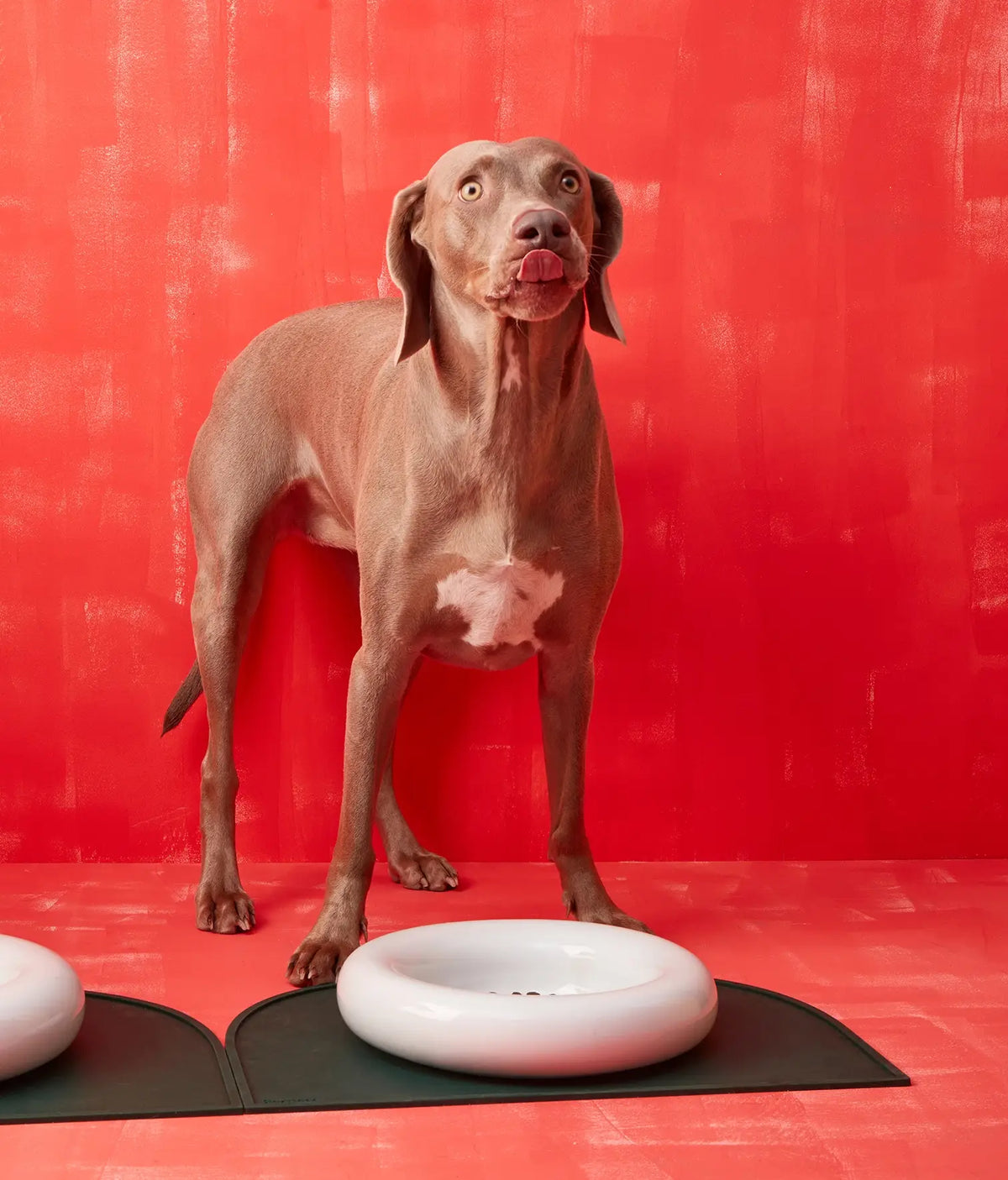 HotDog Ceramic Tubular Dog Feeder Large