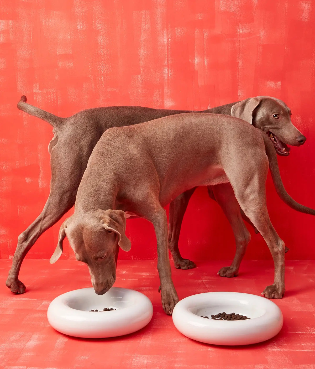 HotDog Ceramic Tubular Dog Feeder Large