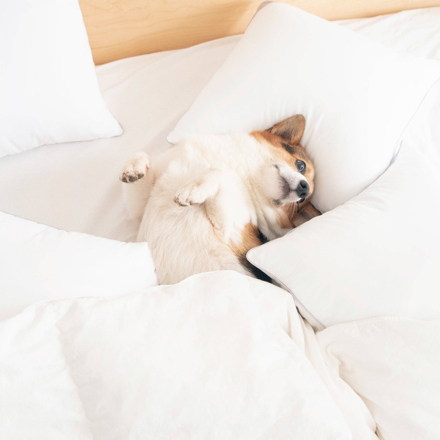 Delirio Pillow Inserts 4-Pack