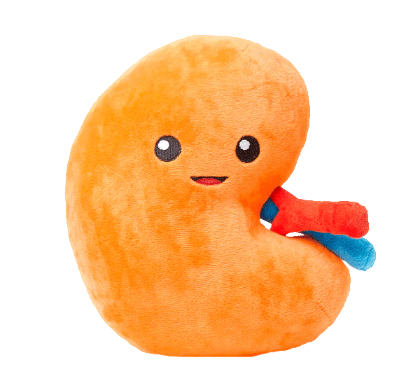 Kidney Plush Organ - Urine for a treat!