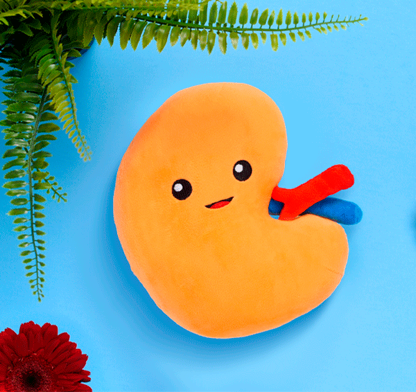 Kidney Plush Organ - Urine for a treat!
